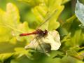 548A8826a-