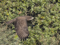 _Buizerd212412