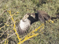 Buizerd_212478
