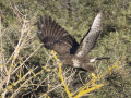 Buizerd_212480