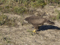 Buizerd_212530
