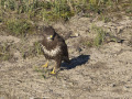 Buizerd_212557