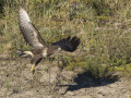Buizerd_212580
