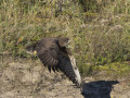 Buizerd_212581
