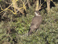 Buizerd_212618