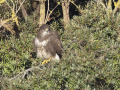 Buizerd_212627