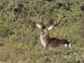 Damhert_212190