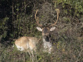 Damhert_212956
