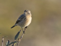 Rodborsttapuit_212855