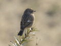 Roodborsttapuit_212742