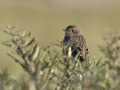 Roodborsttapuit_212785