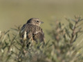 Roodborsttapuit_212830