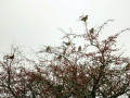 07-DSC08715-