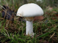 11-DSC08765-