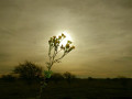 34-DSC09049-.34