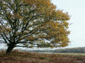37-DSC09038-