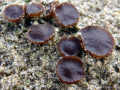 57-DSC05590-Z