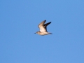 548A7918a-Kemphaan