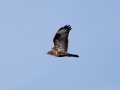 548A7989a-Buizerd