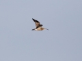 548A8100a-Wulp