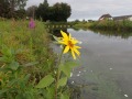 P8271208-Zonnebloem-Noordwijkerhoek
