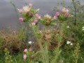 P8271244-2-Tengere-distel-Noordwijkerhoek
