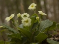 Stengelloze sleutelbloem