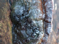 Tonderzwam