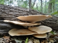 paddenstoelen (10)