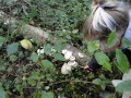 paddenstoelen (3)