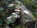 paddenstoelen (4)