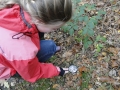 Paddenstoelen 2018 (3)
