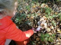 Paddenstoelen-2020-13