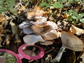 Paddenstoelen-2020-14