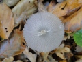 paddenstoelen-2020-2