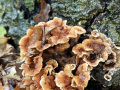 gele-korstzwam