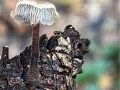 oorlepelzwam-2