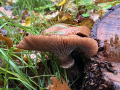 sombere-honingzwam-
