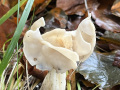 witte-kluifzwam