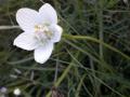 Parnassia