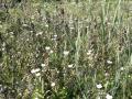 Veld-Parnassia