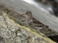 Paarse-strandloper_213369