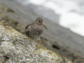 Paarse-strandloper_213374