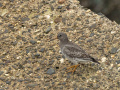 Paarse-strandloper_213431