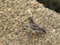 Paarse-strandloper_213433
