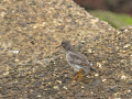 Paarse-strandloper_213436