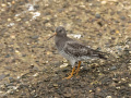 Paarse-strandloper_213438