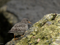 Paarse-strandloper_213445