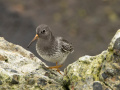 Paarse-strandloper_213446