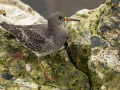 Paarse-strandloper_213447
